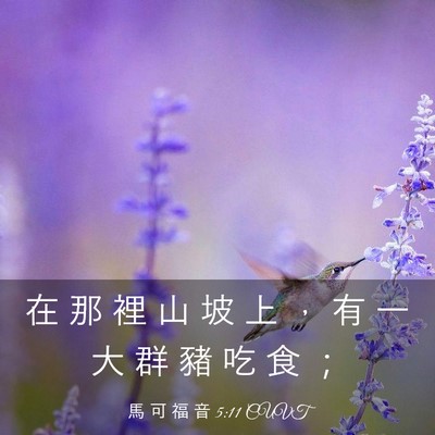 Picture 03 - 馬 可 福 音 5:11 CUVT - 在 那 裡 山 坡 上 ， 有 一 大 群 豬 - Bible Verse Picture
