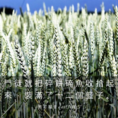 Picture 03 - 馬 可 福 音 6:43 CUVT - 門 徒 就 把 碎 餅 碎 魚 收 拾 起 來 - Bible Verse Picture