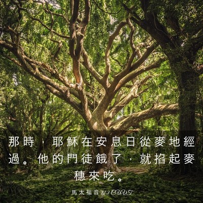 Picture 03 - 馬 太 福 音 12:1 CUVT - 那 時 ， 耶 穌 在 安 息 日 從 麥 地 - Bible Verse Picture