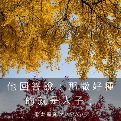 Picture 03 - 馬 太 福 音 13:37 CUVT - 他 回 答 說 ： 那 撒 好 種 的 就 是 - Bible Verse Picture
