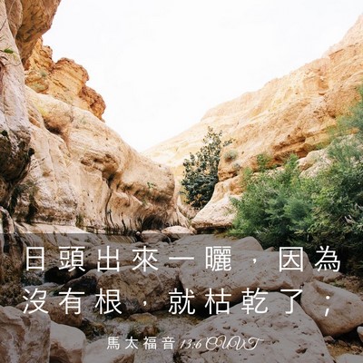 Picture 03 - 馬 太 福 音 13:6 CUVT - 日 頭 出 來 一 曬 ， 因 為 沒 有 根 - Bible Verse Picture