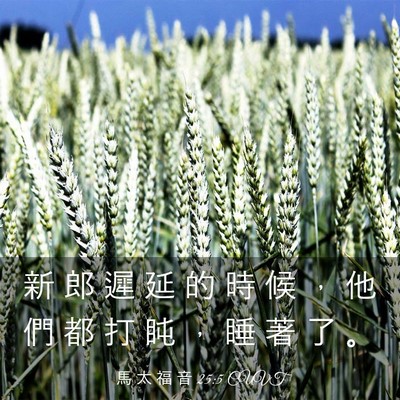Picture 03 - 馬 太 福 音 25:5 CUVT - 新 郎 遲 延 的 時 候 ， 他 們 都 打 - Bible Verse Picture