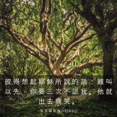Picture 03 - 馬 太 福 音 26:75 CUVT - 彼 得 想 起 耶 穌 所 說 的 話 ： 雞 - Bible Verse Picture