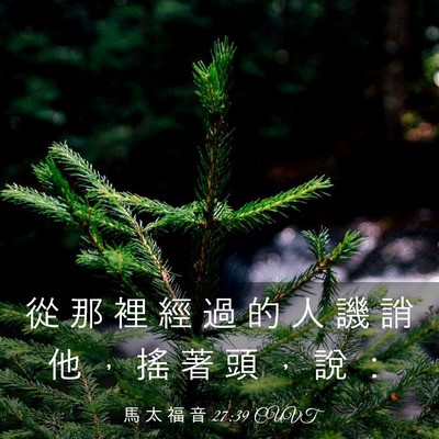 Picture 03 - 馬 太 福 音 27:39 CUVT - 從 那 裡 經 過 的 人 譏 誚 他 ， 搖 - Bible Verse Picture