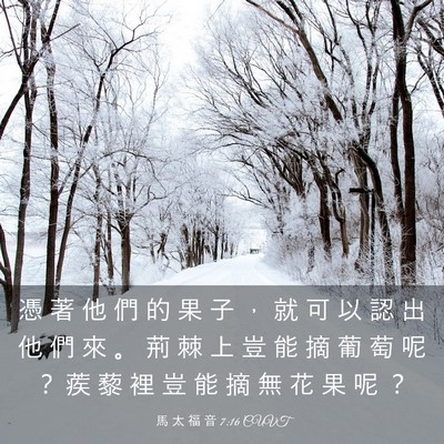 Picture 03 - 馬 太 福 音 7:16 CUVT - 憑 著 他 們 的 果 子 ， 就 可 以 認 - Bible Verse Picture