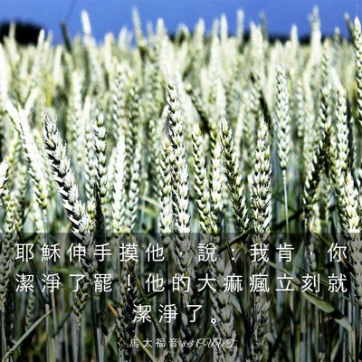 Picture 03 - 馬 太 福 音 8:3 CUVT - 耶 穌 伸 手 摸 他 ， 說 ： 我 肯 ， - Bible Verse Picture