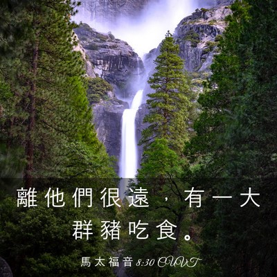 Picture 03 - 馬 太 福 音 8:30 CUVT - 離 他 們 很 遠 ， 有 一 大 群 豬 吃 - Bible Verse Picture