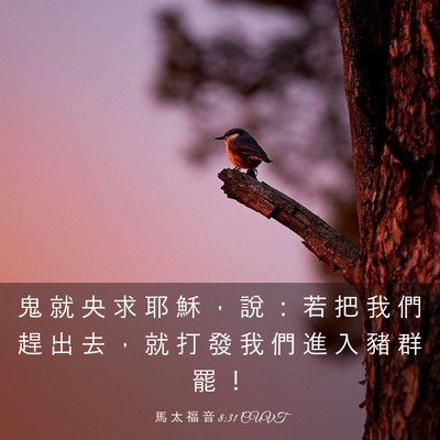 Picture 03 - 馬 太 福 音 8:31 CUVT - 鬼 就 央 求 耶 穌 ， 說 ： 若 把 我 - Bible Verse Picture