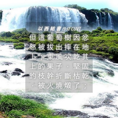 Picture 04 - 以 西 結 書 19:12 CUVT - 但 這 葡 萄 樹 因 忿 怒 被 拔 出 摔 - Bible Verse Picture