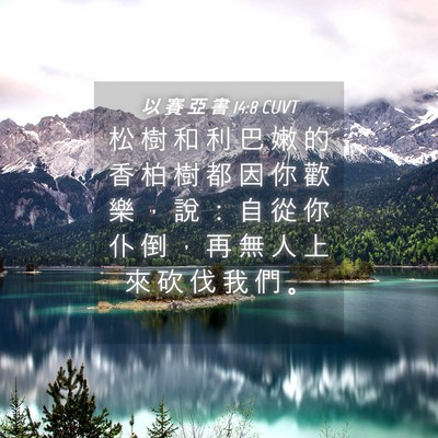 Picture 04 - 以 賽 亞 書 14:8 CUVT - 松 樹 和 利 巴 嫩 的 香 柏 樹 都 因 - Bible Verse Picture