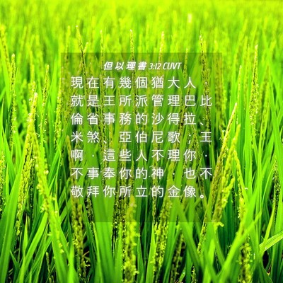 Picture 04 - 但 以 理 書 3:12 CUVT - 現 在 有 幾 個 猶 大 人 ， 就 是 王 - Bible Verse Picture