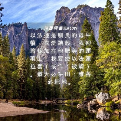 Picture 04 - 何 西 阿 書 10:11 CUVT - 以 法 蓮 是 馴 良 的 母 牛 犢 ， 喜 - Bible Verse Picture