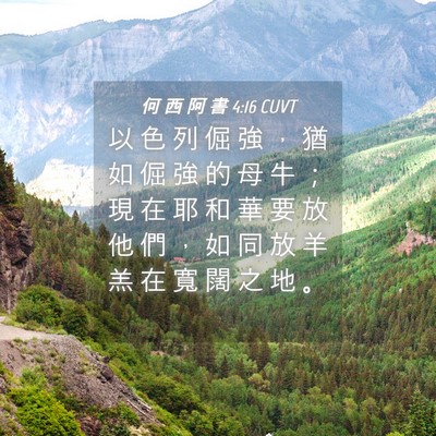 Picture 04 - 何 西 阿 書 4:16 CUVT - 以 色 列 倔 強 ， 猶 如 倔 強 的 母 - Bible Verse Picture