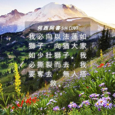Picture 04 - 何 西 阿 書 5:14 CUVT - 我 必 向 以 法 蓮 如 獅 子 ， 向 猶 - Bible Verse Picture