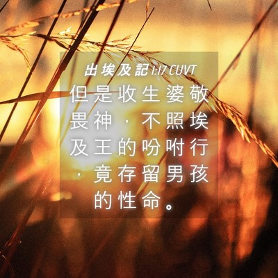 Picture 04 - 出 埃 及 記 1:17 CUVT - 但 是 收 生 婆 敬 畏 神 ， 不 照 埃 - Bible Verse Picture