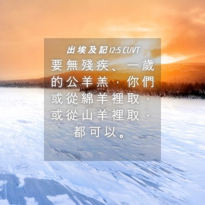 Picture 04 - 出 埃 及 記 12:5 CUVT - 要 無 殘 疾 、 一 歲 的 公 羊 羔 ， - Bible Verse Picture