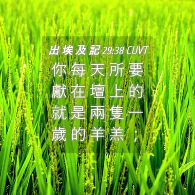Picture 04 - 出 埃 及 記 29:38 CUVT - 你 每 天 所 要 獻 在 壇 上 的 就 是 - Bible Verse Picture
