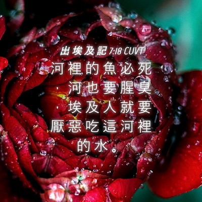 Picture 04 - 出 埃 及 記 7:18 CUVT - 河 裡 的 魚 必 死 ， 河 也 要 腥 臭 - Bible Verse Picture