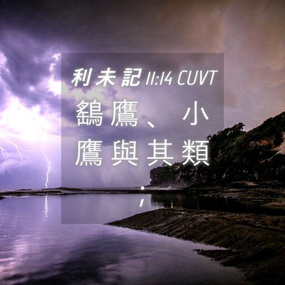 Picture 04 - 利 未 記 11:14 CUVT - 鷂 鷹 、 小 鷹 與 其 類 - Bible Verse Picture