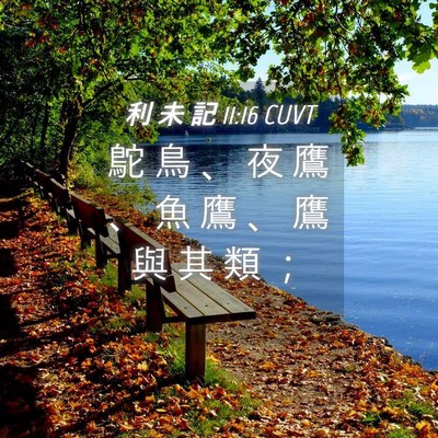 Picture 04 - 利 未 記 11:16 CUVT - 鴕 鳥 、 夜 鷹 、 魚 鷹 、 鷹 與 其 - Bible Verse Picture