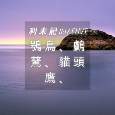 Picture 04 - 利 未 記 11:17 CUVT - 鴞 鳥 、 鸕 鶿 、 貓 頭 鷹 - Bible Verse Picture