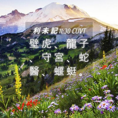 Picture 04 - 利 未 記 11:30 CUVT - 壁 虎 、 龍 子 、 守 宮 、 蛇 醫 、 - Bible Verse Picture