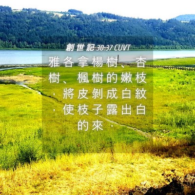 Picture 04 - 創 世 記 30:37 CUVT - 雅 各 拿 楊 樹 、 杏 樹 、 楓 樹 的 - Bible Verse Picture