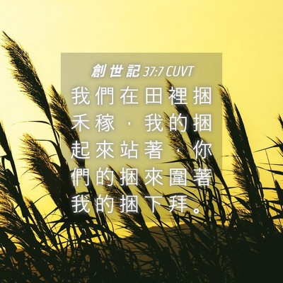 Picture 04 - 創 世 記 37:7 CUVT - 我 們 在 田 裡 捆 禾 稼 ， 我 的 捆 - Bible Verse Picture