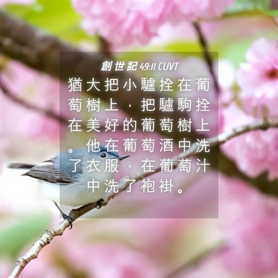 Picture 04 - 創 世 記 49:11 CUVT - 猶 大 把 小 驢 拴 在 葡 萄 樹 上 ， - Bible Verse Picture