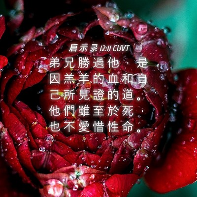 Picture 04 - 启 示 录 12:11 CUVT - 弟 兄 勝 過 他 ， 是 因 羔 羊 的 血 - Bible Verse Picture