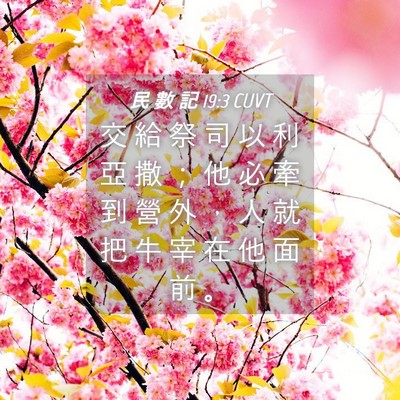 Picture 04 - 民 數 記 19:3 CUVT - 交 給 祭 司 以 利 亞 撒 ； 他 必 牽 - Bible Verse Picture
