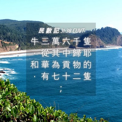 Picture 04 - 民 數 記 31:38 CUVT - 牛 三 萬 六 千 隻 ， 從 其 中 歸 耶 - Bible Verse Picture