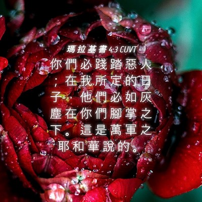Picture 04 - 瑪 拉 基 書 4:3 CUVT - 你 們 必 踐 踏 惡 人 ； 在 我 所 定 - Bible Verse Picture