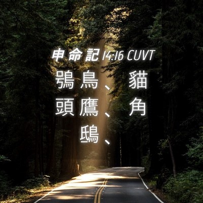 Picture 04 - 申 命 記 14:16 CUVT - 鴞 鳥 、 貓 頭 鷹 、 角 鴟 - Bible Verse Picture