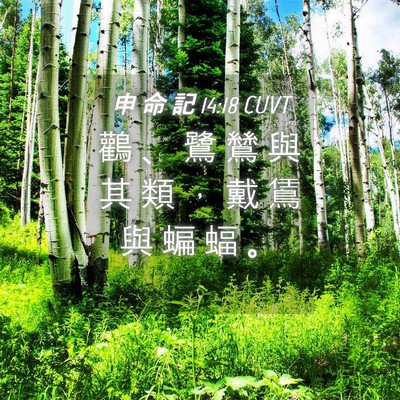 Picture 04 - 申 命 記 14:18 CUVT - 鸛 、 鷺 鷥 與 其 類 ， 戴 鵀 與 蝙 - Bible Verse Picture