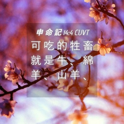 Picture 04 - 申 命 記 14:4 CUVT - 可 吃 的 牲 畜 就 是 牛 、 綿 羊 、 - Bible Verse Picture