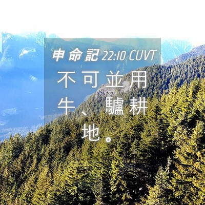 Picture 04 - 申 命 記 22:10 CUVT - 不 可 並 用 牛 、 驢 耕 地 - Bible Verse Picture
