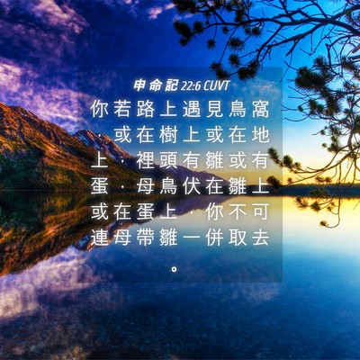 Picture 04 - 申 命 記 22:6 CUVT - 你 若 路 上 遇 見 鳥 窩 ， 或 在 樹 - Bible Verse Picture