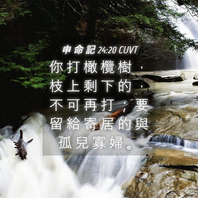 Picture 04 - 申 命 記 24:20 CUVT - 你 打 橄 欖 樹 ， 枝 上 剩 下 的 ， - Bible Verse Picture