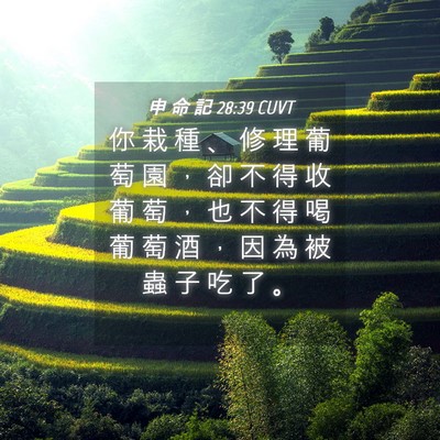 Picture 04 - 申 命 記 28:39 CUVT - 你 栽 種 、 修 理 葡 萄 園 ， 卻 不 - Bible Verse Picture