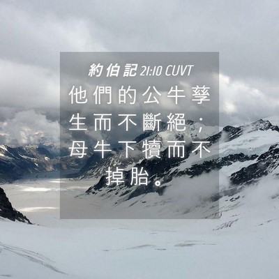 Picture 04 - 約 伯 記 21:10 CUVT - 他 們 的 公 牛 孳 生 而 不 斷 絕 ； - Bible Verse Picture