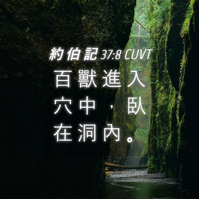 Picture 04 - 約 伯 記 37:8 CUVT - 百 獸 進 入 穴 中 ， 臥 在 洞 內 - Bible Verse Picture