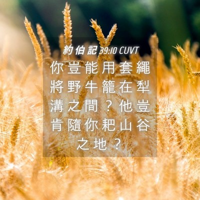Picture 04 - 約 伯 記 39:10 CUVT - 你 豈 能 用 套 繩 將 野 牛 籠 在 犁 - Bible Verse Picture
