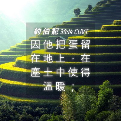 Picture 04 - 約 伯 記 39:14 CUVT - 因 他 把 蛋 留 在 地 上 ， 在 塵 土 - Bible Verse Picture