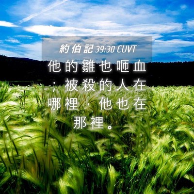 Picture 04 - 約 伯 記 39:30 CUVT - 他 的 雛 也 咂 血 ； 被 殺 的 人 在 - Bible Verse Picture
