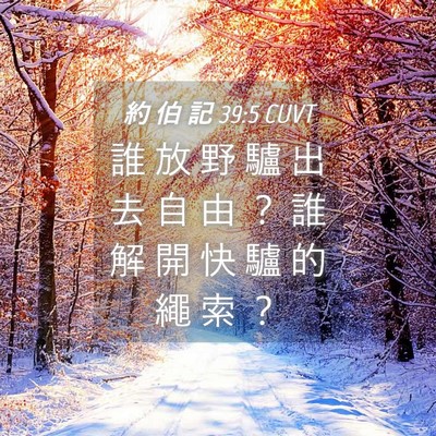 Picture 04 - 約 伯 記 39:5 CUVT - 誰 放 野 驢 出 去 自 由 ？ 誰 解 開 - Bible Verse Picture