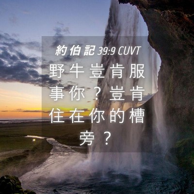 Picture 04 - 約 伯 記 39:9 CUVT - 野 牛 豈 肯 服 事 你 ？ 豈 肯 住 在 - Bible Verse Picture