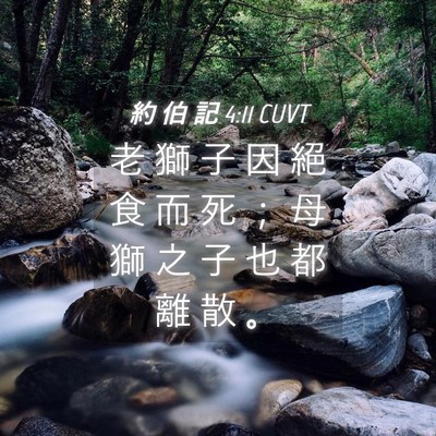 Picture 04 - 約 伯 記 4:11 CUVT - 老 獅 子 因 絕 食 而 死 ； 母 獅 之 - Bible Verse Picture