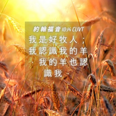 Picture 04 - 約 翰 福 音 10:14 CUVT - 我 是 好 牧 人 ； 我 認 識 我 的 羊 - Bible Verse Picture