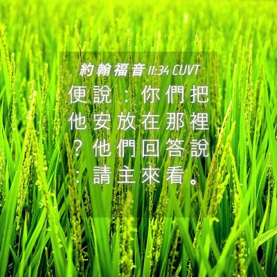 Picture 04 - 約 翰 福 音 11:34 CUVT - 便 說 ： 你 們 把 他 安 放 在 那 裡 - Bible Verse Picture